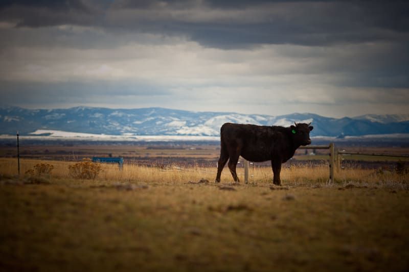 A Wagyu cow in a Montana pasture